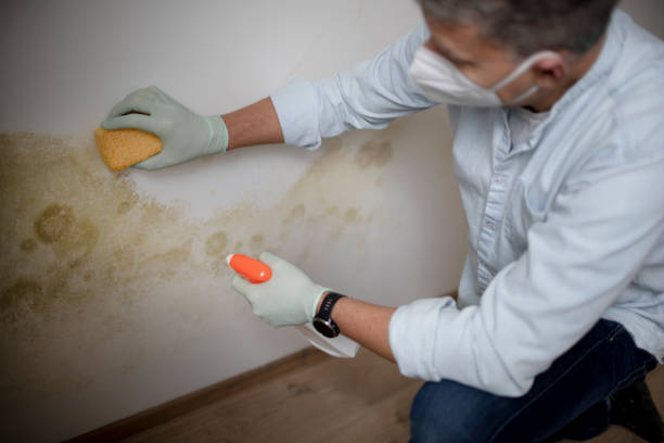 Best Black Mold Remediation in Heyville, AL