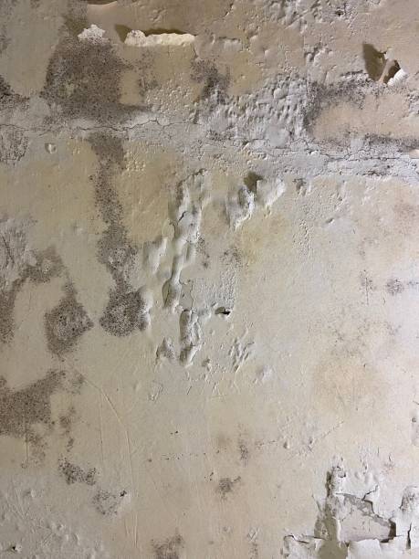 Best Emergency Mold Remediation in Heyville, AL